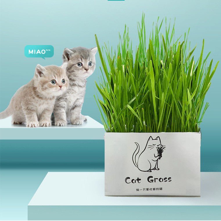Natural Cat Grass Planting Kit – 70 g (DIY Wheat / Cat Grass Kit)