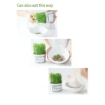 Natural Cat Grass Can – High Nutritional Value Fresh Plant for Cats