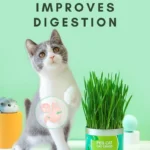 Natural Cat Grass Can – High Nutritional Value Fresh Plant for Cats