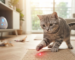 An indoor cat engaged with interactive toys, batting at a laser pointer dot on the floor with automated smart interactive toys in the background