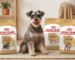 Bags of royal canin dog food displayed for pet owners in Singapore